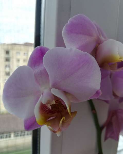 Приму в дар орхидеи