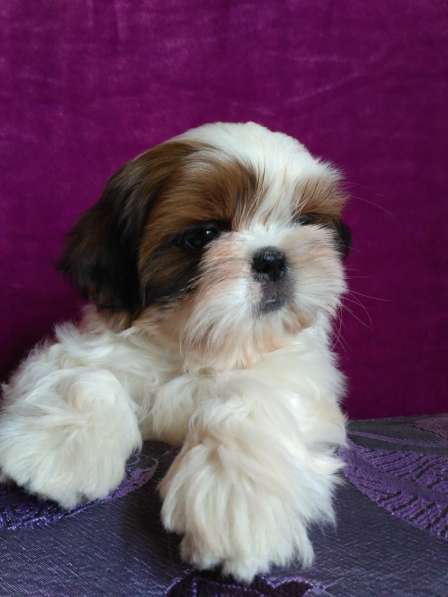 Щенки ши-тцу в Москве фото 16