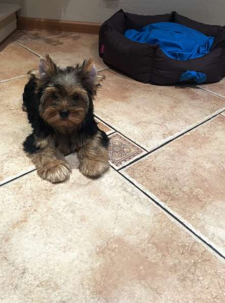 Йорк девочка 3 месяца