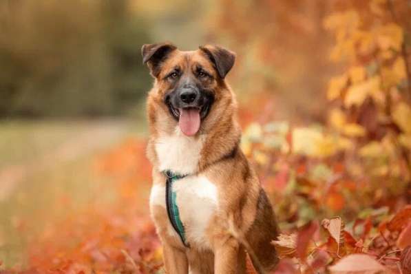 Солнечный Марти ищет дом в Москве фото 12