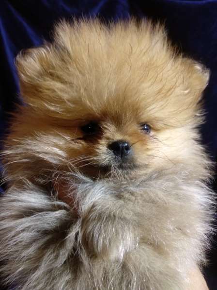 Щенки Померанский шпиц в фото 25