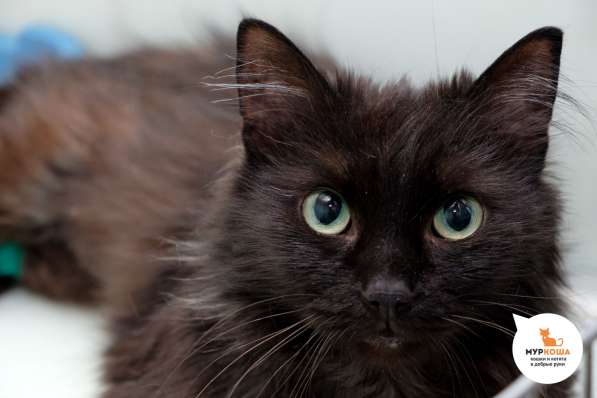 Нутелла - сладкое имя в Москве