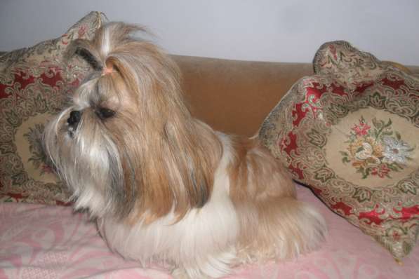 Ши-тцу в Симферополе фото 10