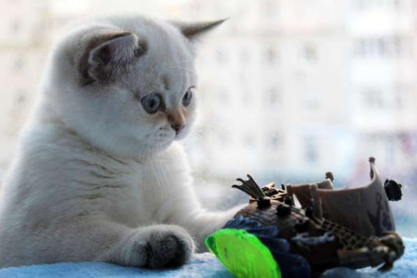 Котик от серебристой шиншиллы в Ростове-на-Дону фото 8