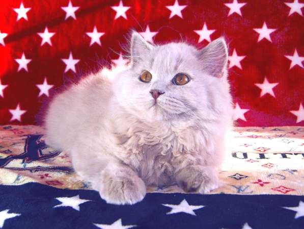 Британский котик хайлендер от чемпионов в Твери фото 3