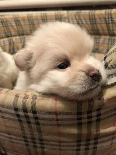 Лисята в Ростове-на-Дону фото 34