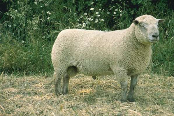 Племенные овцы породы Вандейская (из Европы класса Элита) в фото 3