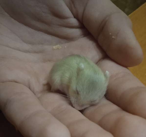 Джунгарсие хомячки в фото 3