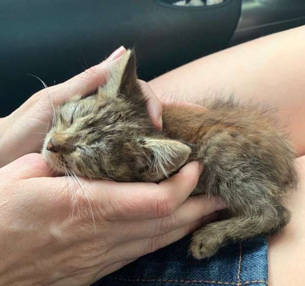 Серый котенок в Краснодаре фото 8