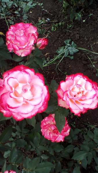 Саженцы роз в Сочи