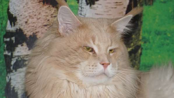 Шикарные котята-рысята породы Мейн Кун из питомника в Новокузнецке фото 3