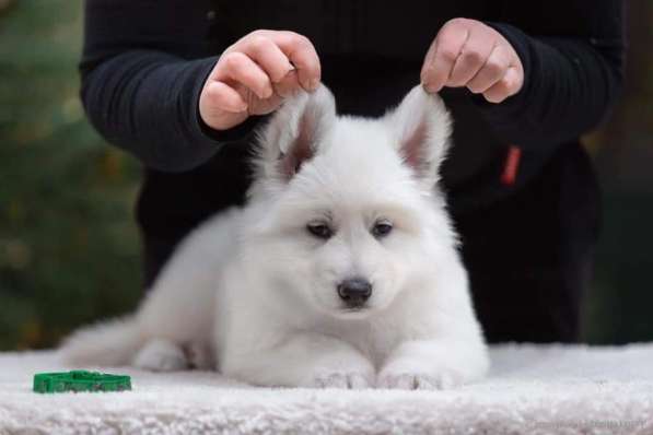 Очень перспективная малышка в Москве фото 3