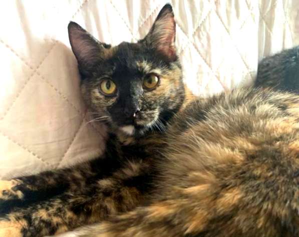 Кошка в добрые руки. Янтарная Оливия в Калуге фото 20