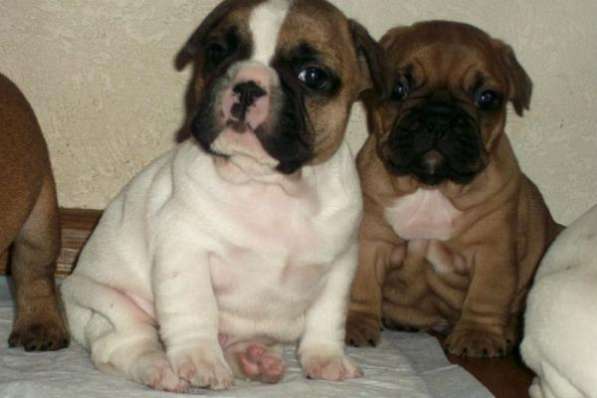 French bulldog Французский бульдог в Краснодаре фото 4