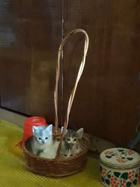 Чудный трёхцветный счастливый котёнок-девочка в добрые руки! в Саках фото 18