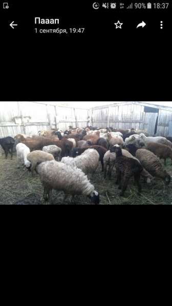 Продам баранов по 25 000 тг в