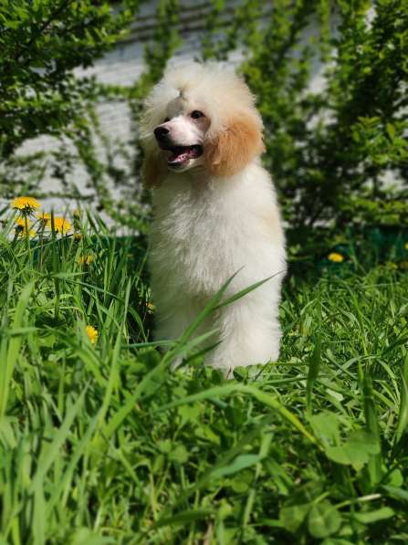 Пудель в Москве фото 9