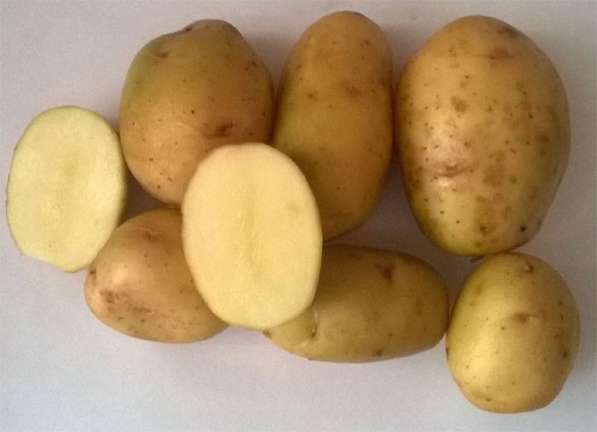 Семенной картофель высоких репродукций в Мытищи