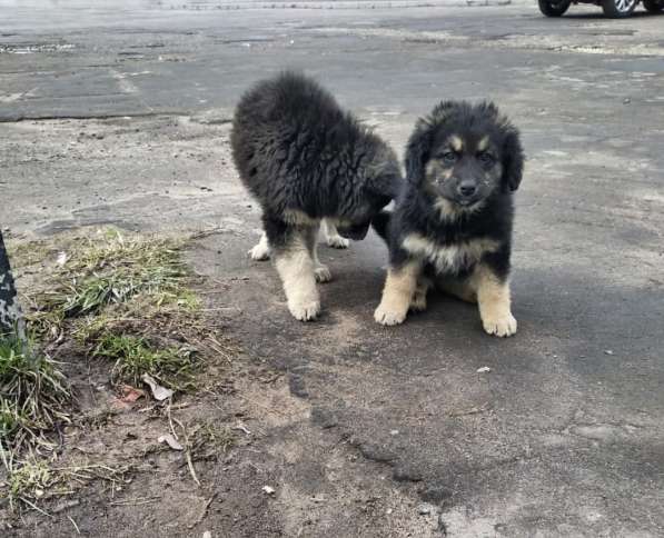 Щенки срочно ищут дом