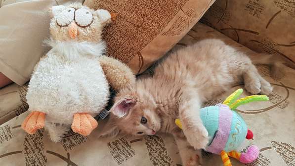 Продаётся красная девочка мейн-кун в Санкт-Петербурге фото 36