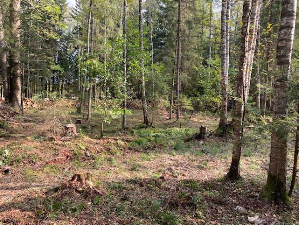 Лесной участок 12 соток в 50 км по Новорижскому шоссе в Истре фото 3