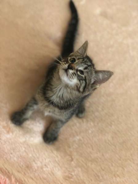 Мурлыка-котенок с дефектом глазика очень ищет дом в Санкт-Петербурге фото 51