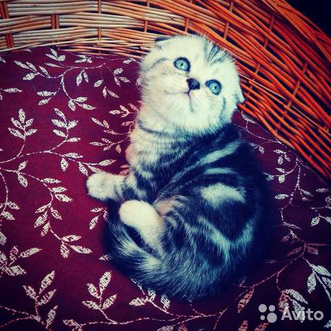 Котята вислоухие и прямоухие в Костроме фото 9