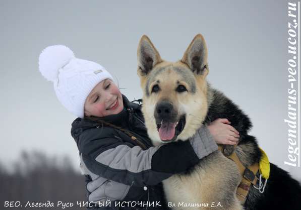 Щенков, собак породы восточноевропейская овчарка в Москве фото 11