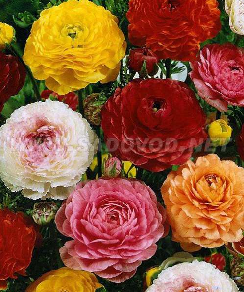 Продажа луковиц тюльпанов, ирисов и многих других цветов в Раменское