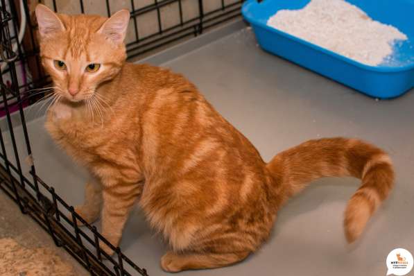 Ищет дом рыжее солнышко Асмодей в Москве фото 3