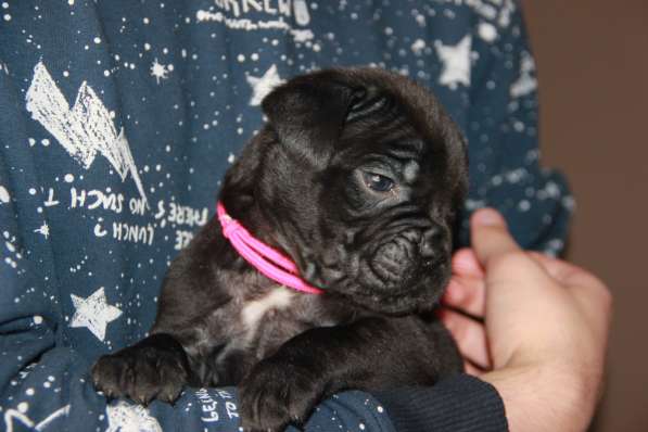 Девочка Кане Корсо чёрного окраса