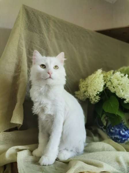 Кот в добрые руки. Пушистый Амур в Калуге фото 12
