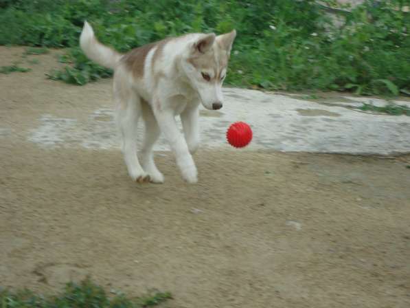 Продажа щенков Хаски в Новосибирске фото 10