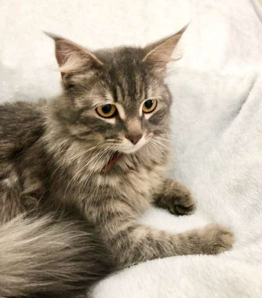 Цезарь Великолепный ищет дом! в Москве фото 9