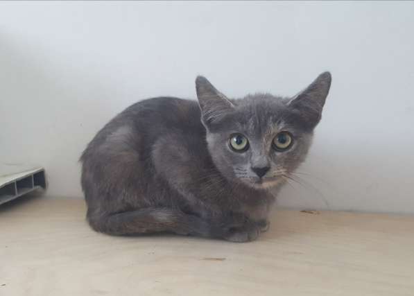 Котенок в добрые руки в Москве фото 23