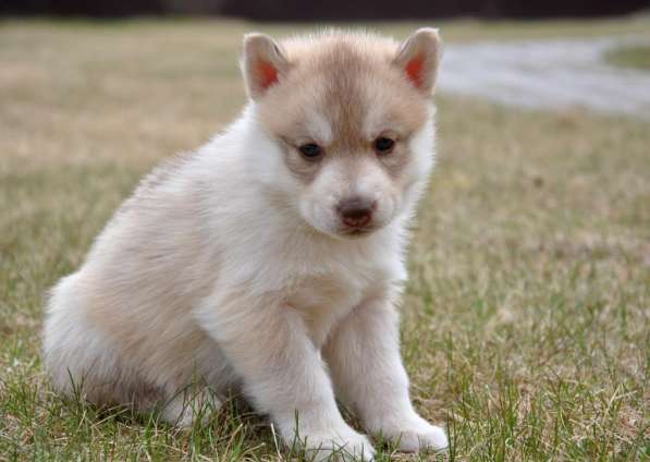 Две высокопородные девочки Хаски от Чемпионов! в Тюмени фото 20