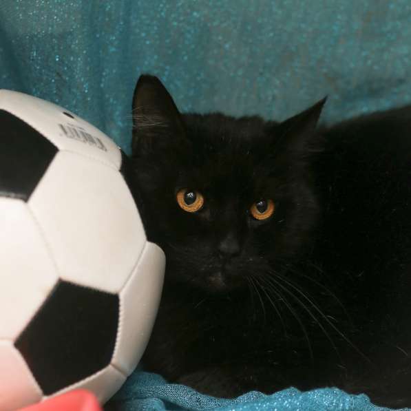 Воспитанный златоглазый котофей в Санкт-Петербурге фото 12