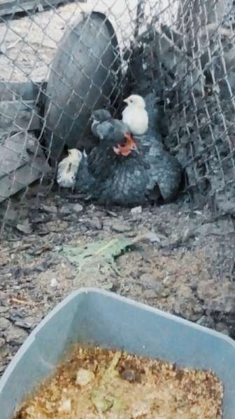 Домашняя курица с цыплятами в фото 5