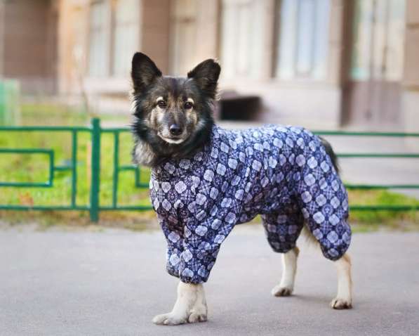 Пёсик в костюмчике ищет дом в Санкт-Петербурге фото 8