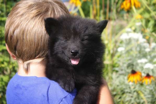 Щенки немецкого гросс-шпица в фото 4