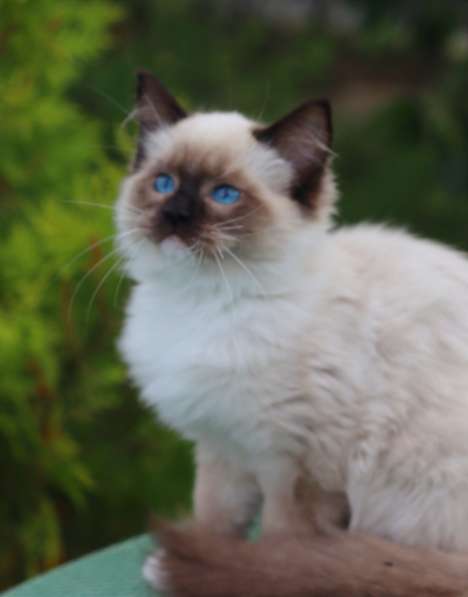 Рэгдолл котята в фото 23