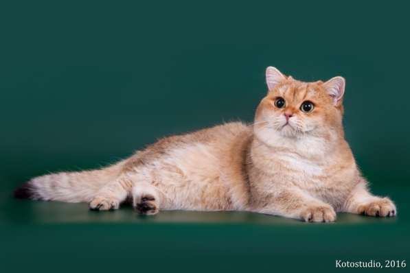 Золотой тикированный кот на продажу в Казани фото 3