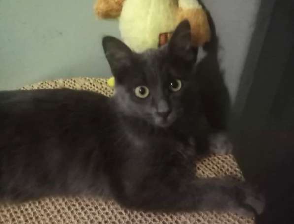 Котенок в добрые руки. Ласкушка Кирюша в Москве фото 15