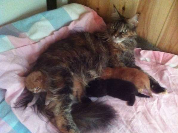 Продажа котят мейн кунов в Снежинске фото 20