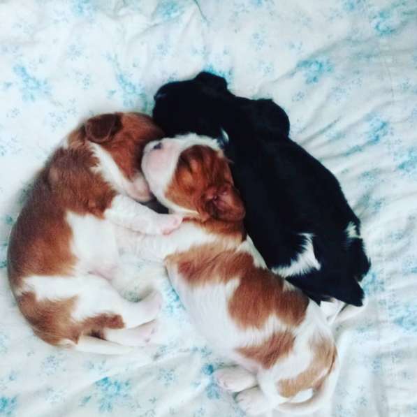 Щенки Кавалер Кинг Чарльз спаниель