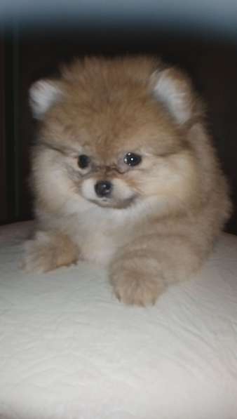 Мини-мишка девочка померанского шпица. Крошечная в фото 13