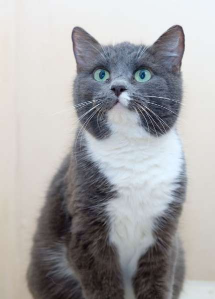 Кошечка Пайпер ищет дом в Москве фото 4