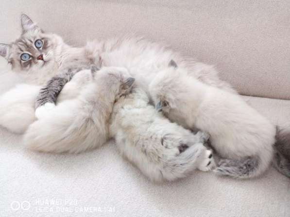 Котята Невские - Маскарадные в фото 9
