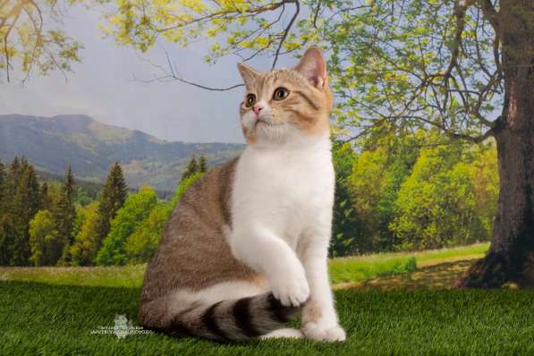 Шотландские котята в Санкт-Петербурге