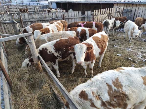 Коровы из России в Сибае фото 9